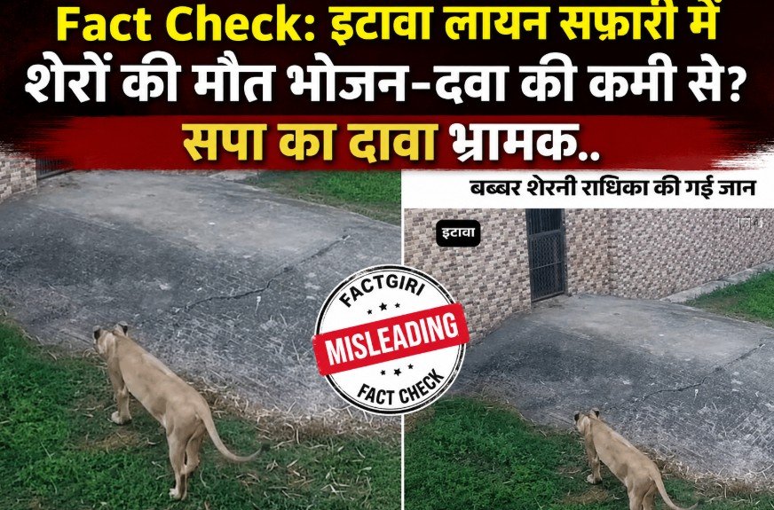 Fact Check: इटावा लायन सफारी में शेरों की मौत भोजन-दवा की कमी से? सपा का दावा भ्रामक Fact Check