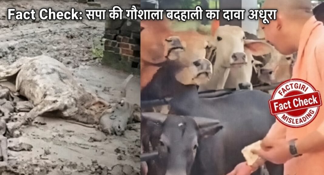 Fact Check: मृत गायों का वीडियो शेयर कर सपा ने योगी सरकार को घेरा, जानिए वायरल दावे का पूरा सच Fact Check